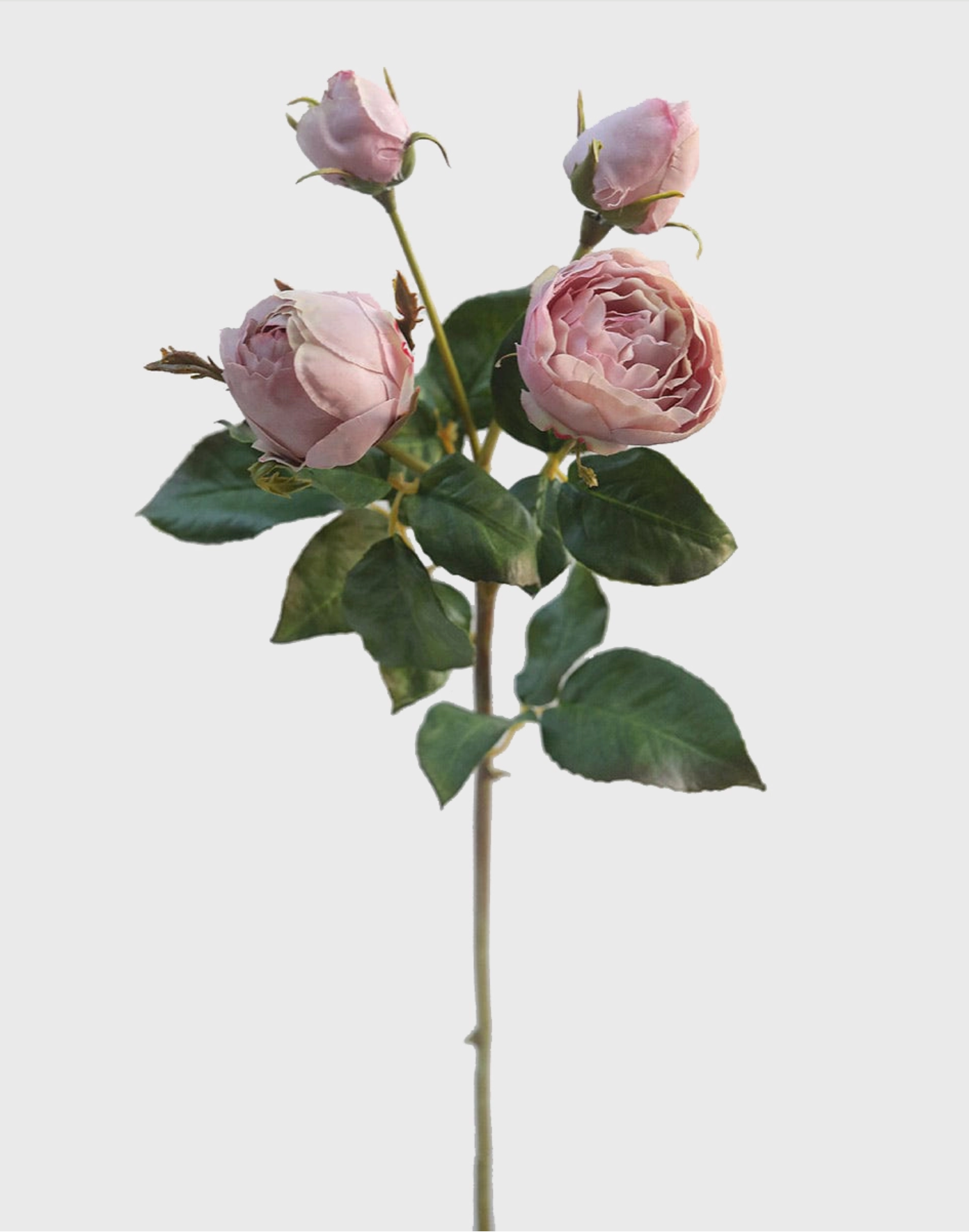 Purple English Rose