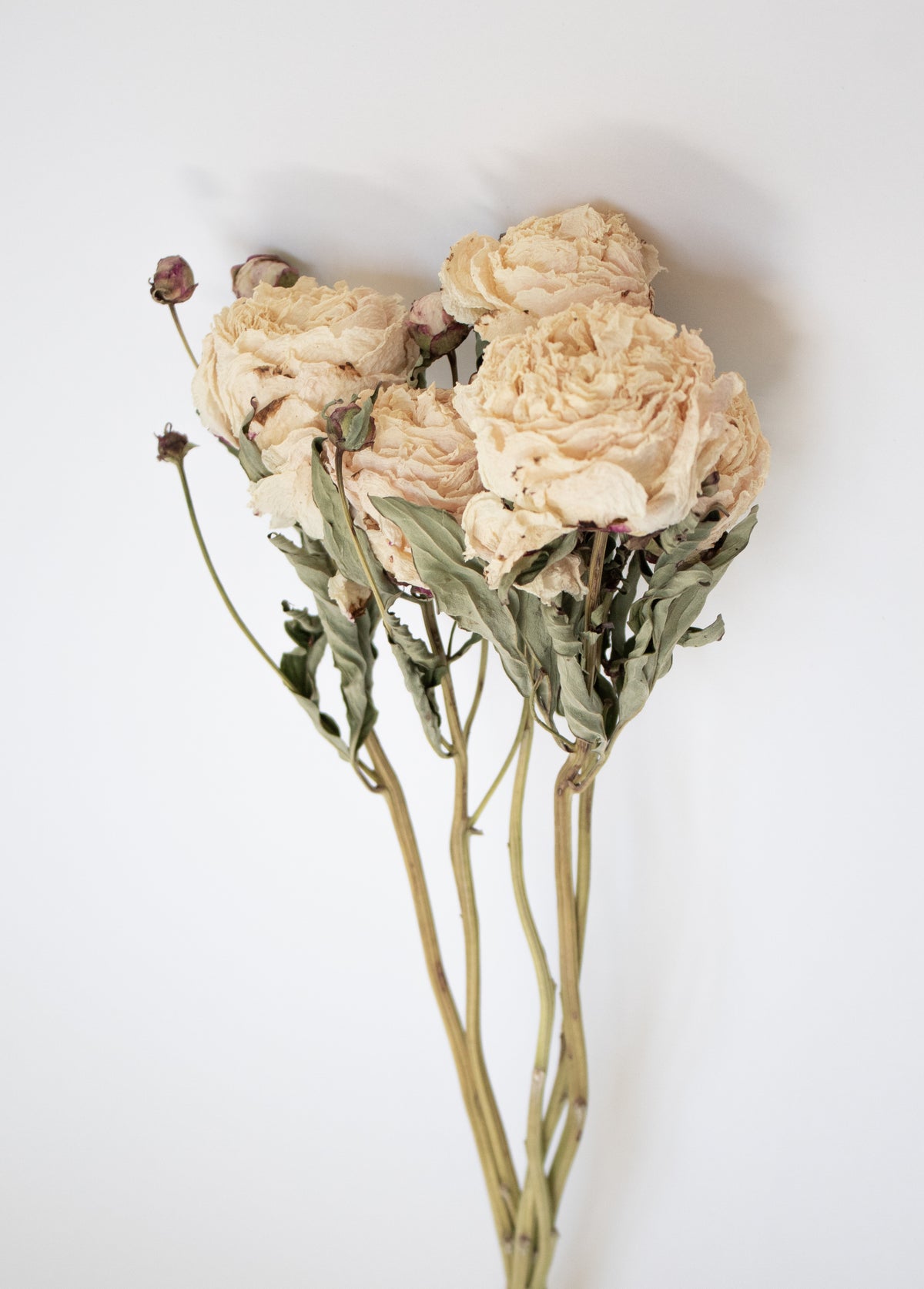 Ivory Dried Peonies