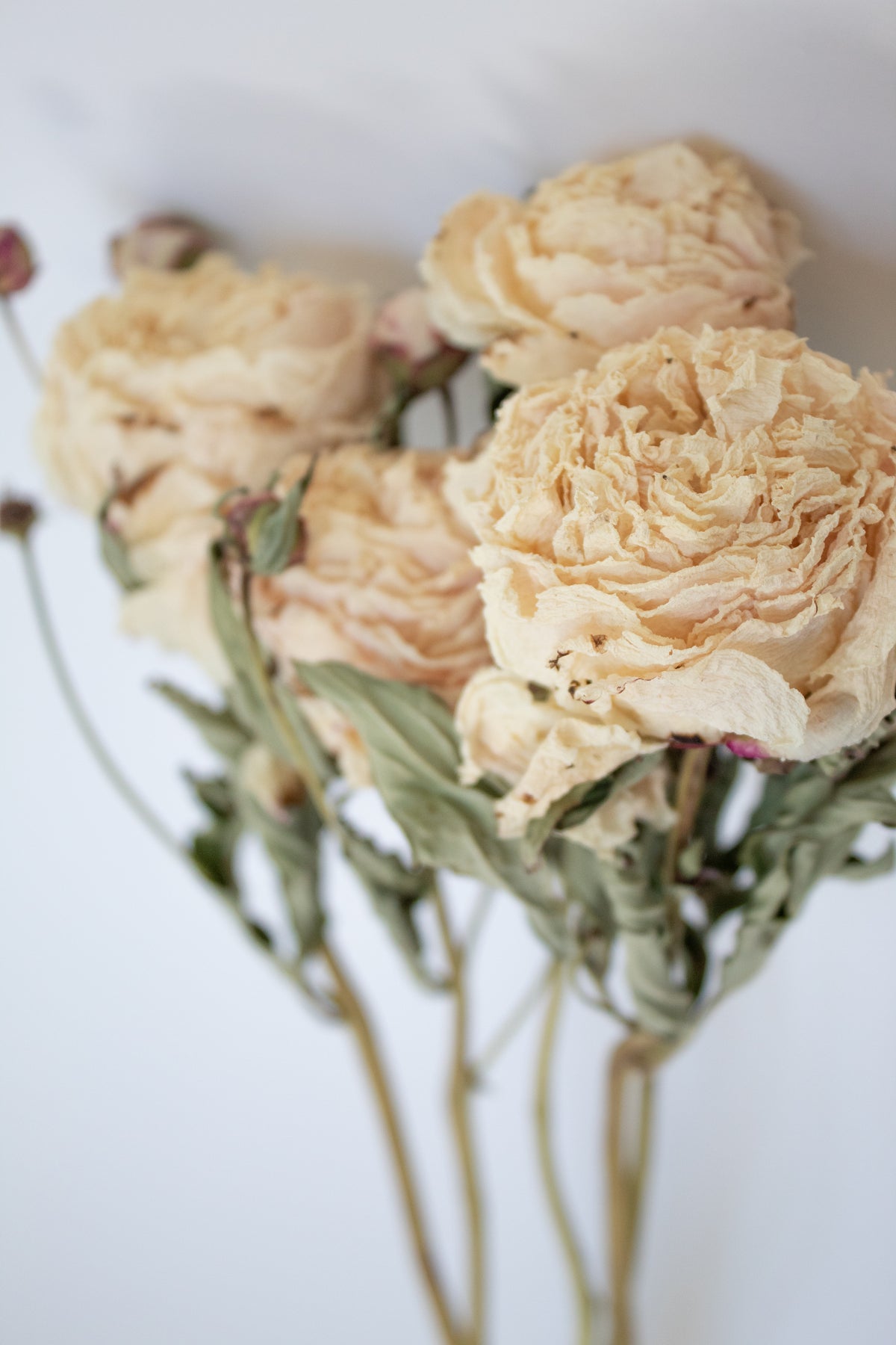 Ivory Dried Peonies