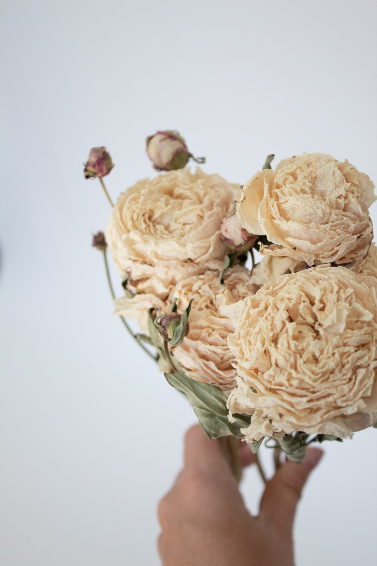 Ivory Dried Peonies