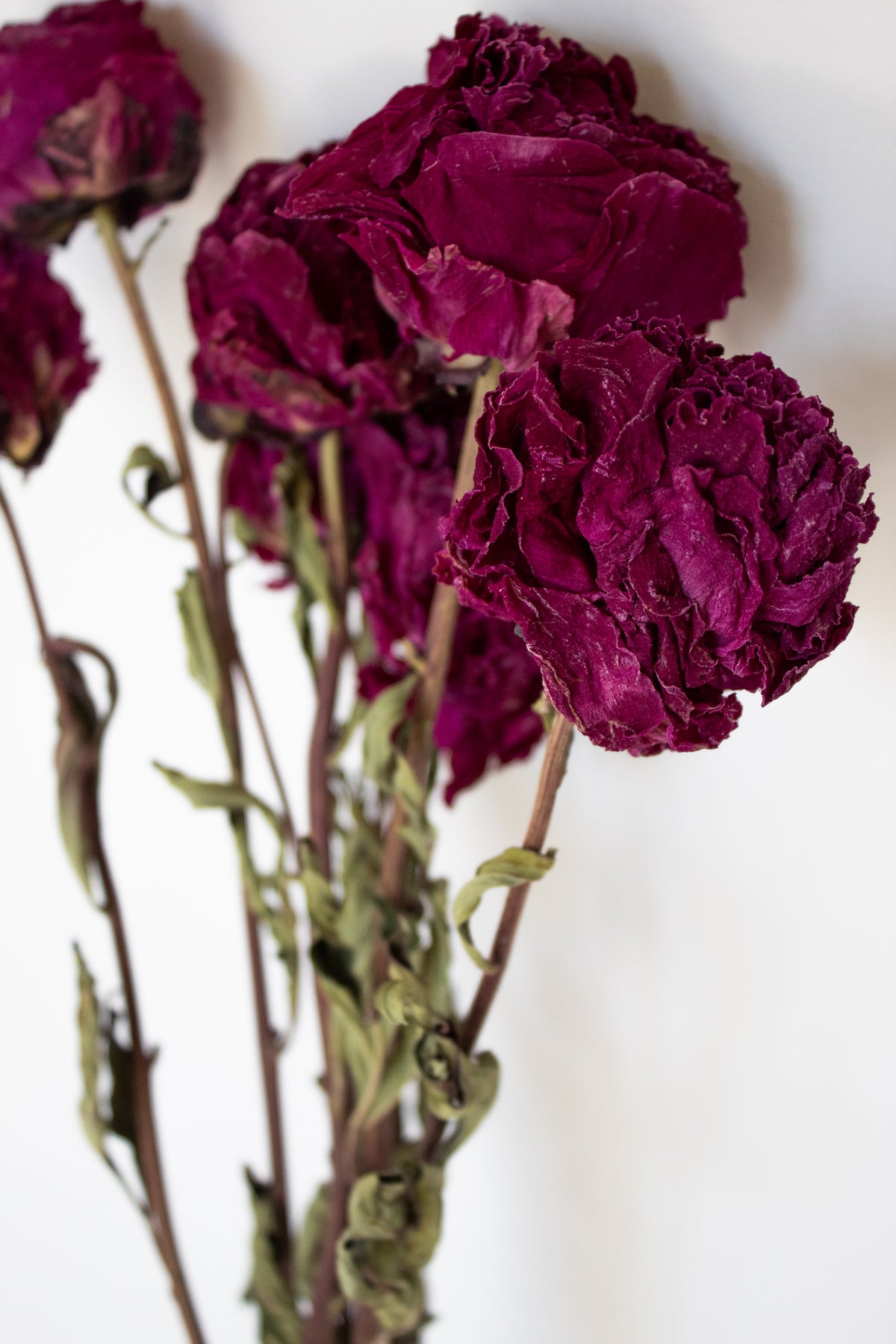 Burgundy Dried Peonies