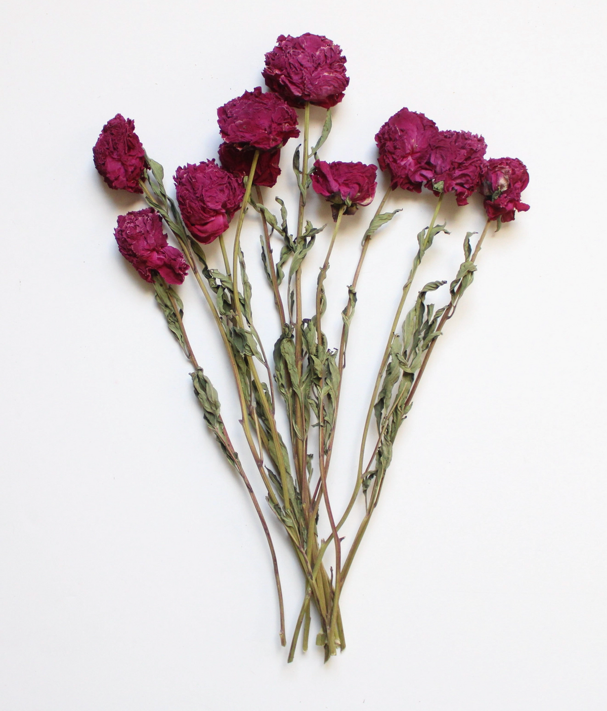 Burgundy Dried Peonies