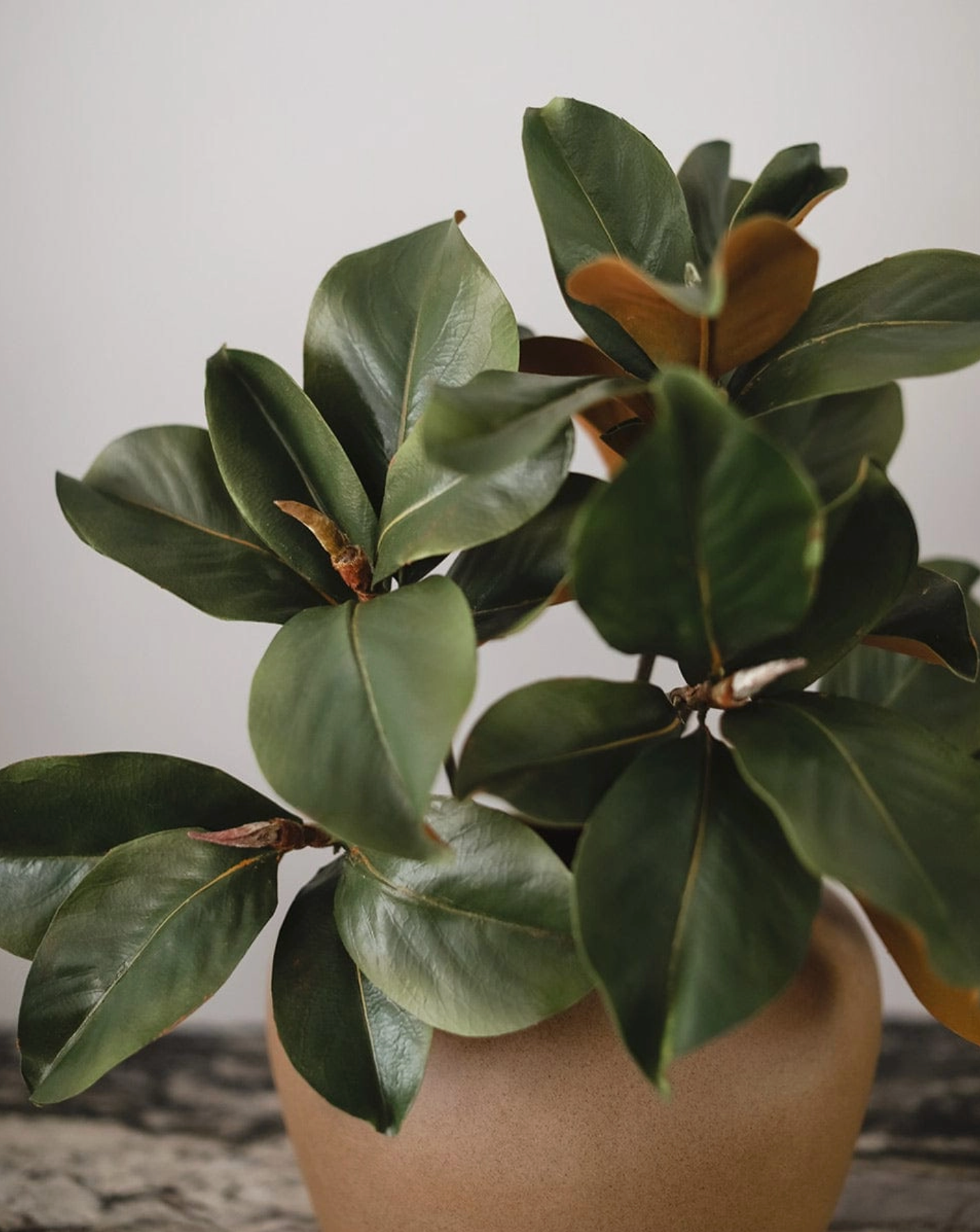 Magnolia Branch