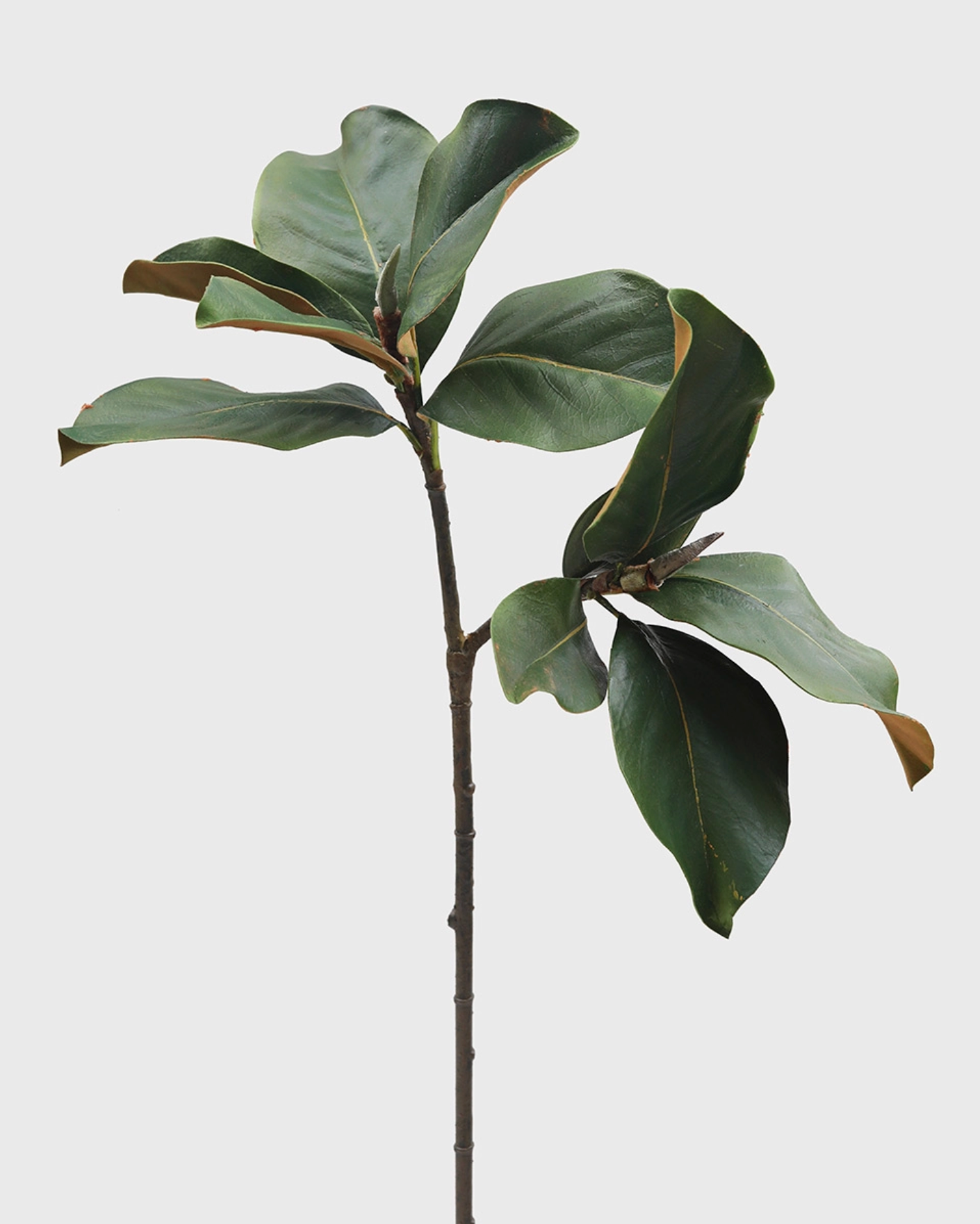 Magnolia Branch